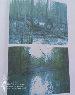 На Вологодчине осужден сыровар за гибель леса в результате сброса отходов