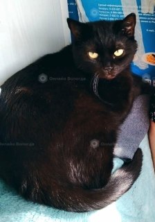 Жестокий инцидент: кота сбили и оставили умирать возле Чернышевского 143
